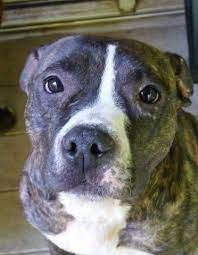 Wildlife and farm animal sanctuary; Pin On Dog Needs A Home