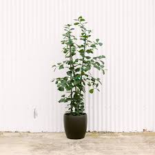 Image result for Ficus triangularis