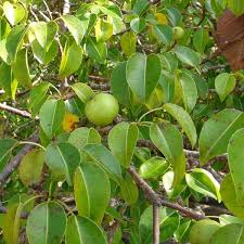 Fruit from a poisonous tree amazing research by someone who is an attorney, in addition to stints as a u.s. The Manchineel Tree Owlcation