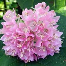 Image result for Dombeya