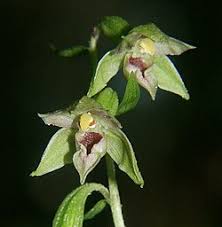 Image result for Epipactis africana