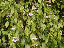 Image result for Blepharis involucrata