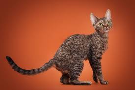 Відкритий та співпрацьовий