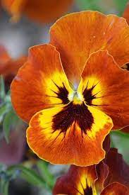 Beautiful Color Combination Bitki Cicek Hercai Menekse