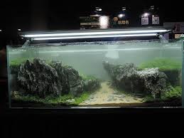 Aquaplace Amazing Aquariums Nature Aquarium Aquarium Design