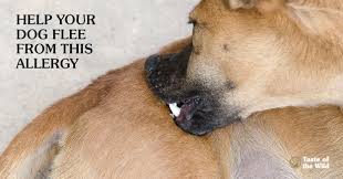 Flea allergy dermatitis (fad) is one of the most common skin conditions found in dogs and cats. Throttling Up The Itch Flea Allergy Dermatitis Taste Of The Wild Pet Food