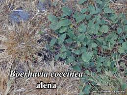 Image result for Boerhavia coccinea
