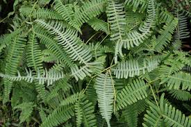 Image result for Gleicheniaceae