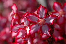 Image result for Adenium multiflorum
