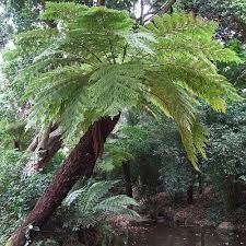 Image result for Cyathea dregei