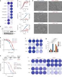 The theme for 2020 is rehabilitation these were some of the important events in september. Mtor Mediated Cancer Drug Resistance Suppresses Autophagy And Generates A Druggable Metabolic Vulnerability Nature Communications