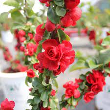 Maybe you would like to learn more about one of these? Double Take Scarlet Quince Chaenomeles Speciosa Proven Winners