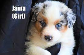 Pin By Vip Puppies Animals Dogs On Puppies For Sale Puppies Australian Shepherd Dog Breeder