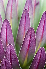 Image result for Carex bequaertii