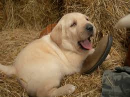 By request, and for an additional fee. Nor Cal Labs Next Litter Will Be Coming Soon