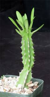 Image result for Euphorbia memoralis