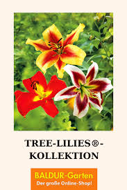 Pin Auf Balkonpflanzen Sommerblumen Fur Jeden Balkon