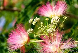 Image result for Albizia