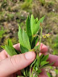 Image result for Endostemon villosus