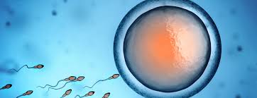 You aren't officially pregnant until the day that an egg is fertilized and implants into the uterus. Conception How It Works Patient Education Ucsf Health