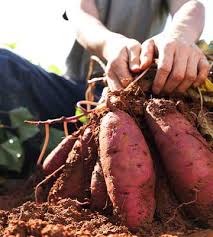 Une manière simple de faire rentrer le. Patate Douce Plantation Culture Et Recolte Truffaut