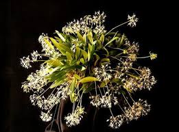 Image result for Bulbophyllum kivuense