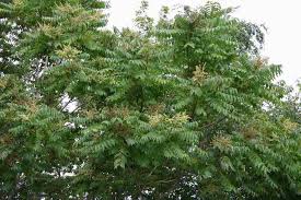 Use them in commercial designs under lifetime, perpetual & worldwide rights. Ailanthus Altissima