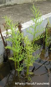 Image result for Ceratopteris thalictroides