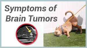 What is a dog brain tumor? Symptoms Of Brain Tumors In Dogs Youtube