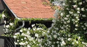 Nov 10, 2017 · der begriff ramblerrose , zu deutsch schlingrose, stammt aus dem englischen (to ramble = umherschweifen) und fasst eine gruppe rankender oder windender rosen zusammen. Ramblerrosen Rambler Online Kaufen Einmal Und Ofterbluhend Fur Baume Zaune Und Grosse Objekte
