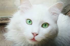 The 10 Cat Breeds With The Coolest Green Eyes