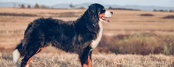 Check spelling or type a new query. Diabetes In Dogs Causes And Symptoms Purina