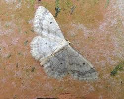 Image result for Idaea biselata