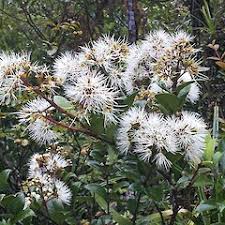 Image result for Micrargeria filiformis