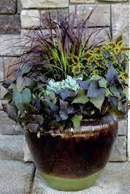 Sweet Potato Vines Coleus Fountain Grass And Dusty Miller Garden Containers Container Gardening Plants