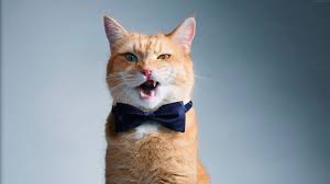 wallpaper bow cute cat funny animals 5000x2806 in 2021 funny animals funny cat faces cats