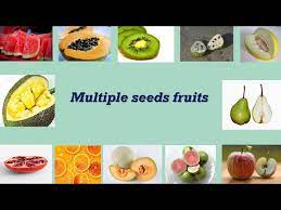 Maybe you would like to learn more about one of these? Multiple Seeds Fruits Name Youtube
