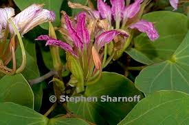 Image result for Bauhinia macrantha