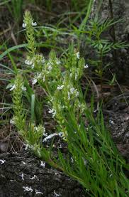 Image result for Aeollanthus subacaulis