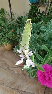 Image result for Aeollanthus