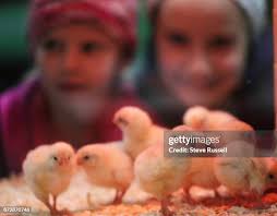 605 Steve Chick Photos & High Res Pictures