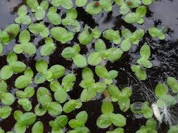 Image result for Lemna minor