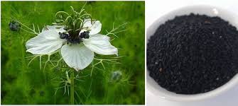 Dari abu hurairah ra katanya bahawa rasulullah saw bersabda : Habbatus Sauda Powerful Remedy For Each Every Disease Cahaya Wahyu