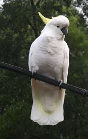 Big Birds You Can Have As Pets Big Scary White Bird Cockatoo Australian Birds Birds