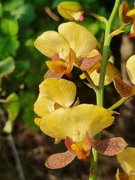 Image result for Eulophia galeoloides