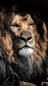 These 52 the lion king iphone wallpapers are free to download for your iphone. Lion Head Phone Wallpaper Lockscreen Hd 4k Android Ios Iphone Android Wallpaper Hd Nature Lion Pictures Lion Wallpaper Iphone