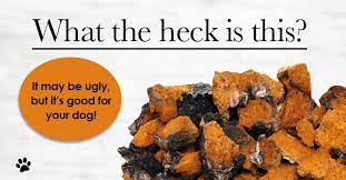 All you need to do is drop some chaga chunks in a pot of water and let it boil.then, drink the leftover water the same way that you would with any tea! Chaga Mushroom For Dogs The Body Balancer