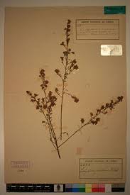 Image result for Indigofera pulchra