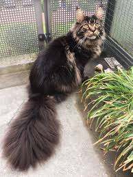 Black And White Maine Coon Cats For Sale Pin On Tabby Cat Facts