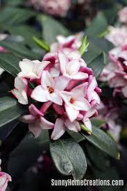 Some of the strongest scents include honeysuckle, gardenia, lemon other scents are grape, coconut, rose. 11 Best Smelling Plants For Your Yard Most Fragrant Plants Sunny Home Creations